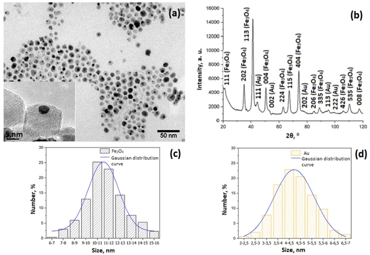Характеристики полученных наночастиц. Источник: Iuliia Chudosai et al / Scientific Reports, 2026