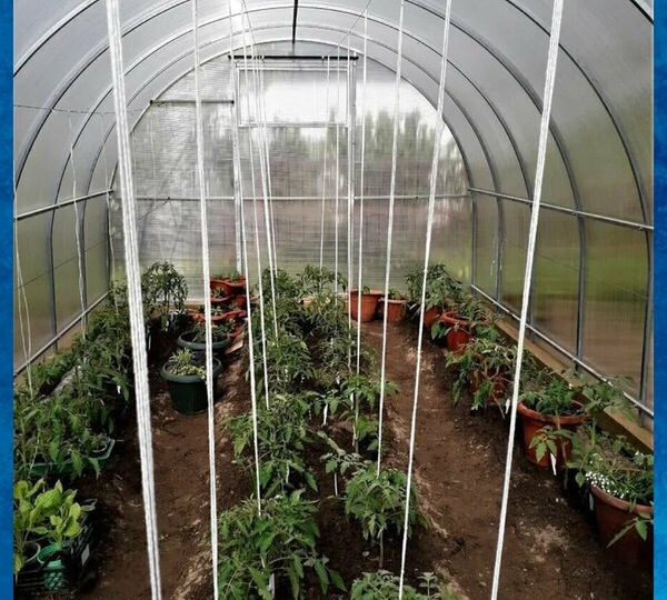 Натянул в теплице систему подвязки на 8 метров — и забыл про подвязки каждый выходные