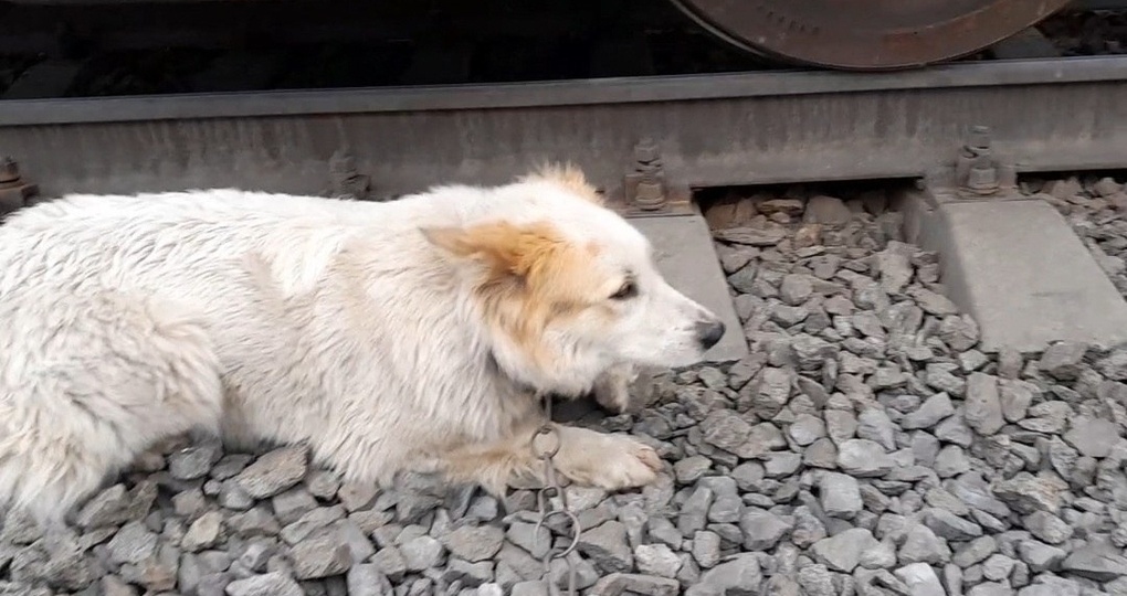 Пса спасли на железной дороге — животное выжило после наезда поезда