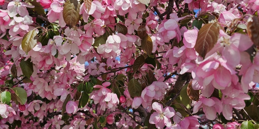 Каждому по 20 тысяч от Путина. Кому повысят выплаты к 9 Мая