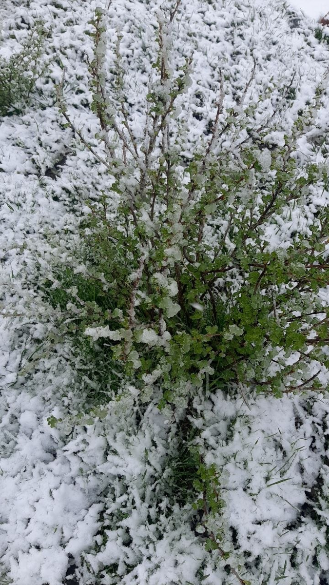 крыжовник под снегом