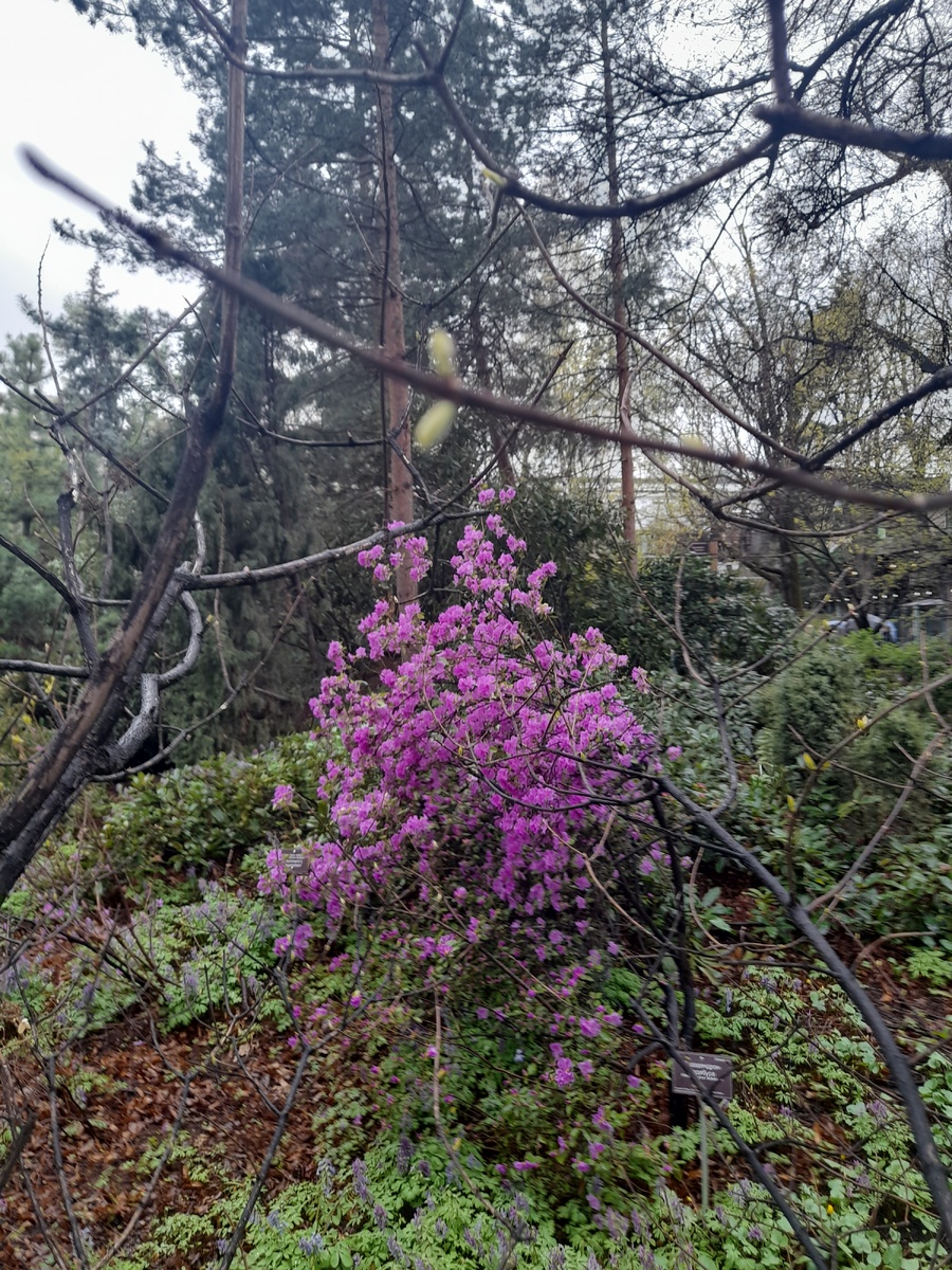 Лиловое чудо,рододендрон