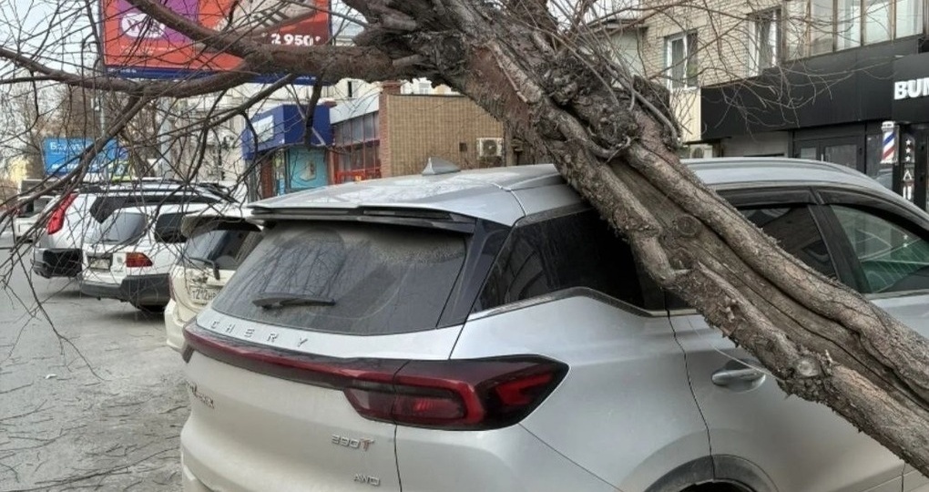 Дерево упало на припаркованный автомобиль в Новосибирске