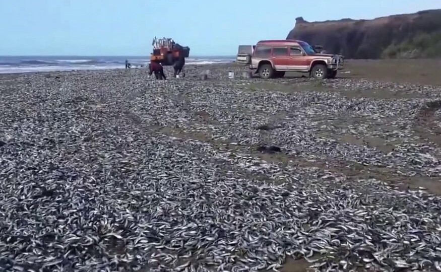 Мойва гниет тоннами на Сахалине... В магазинах — 1200 руб/кг, пенсионеры в шоке