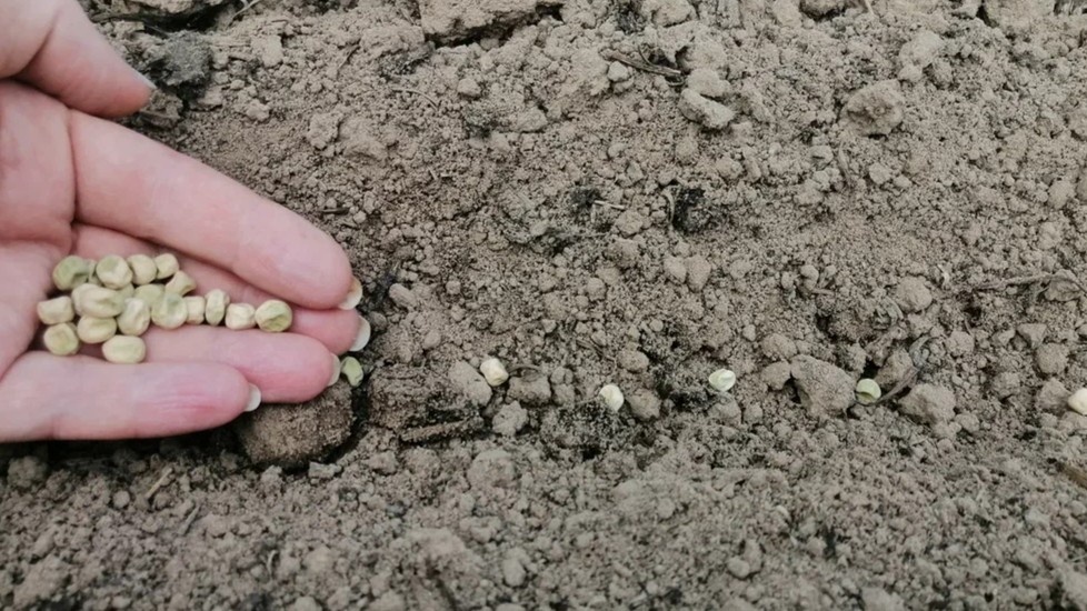 Сухое семя гороха в холодной земле просто лежит и ждет.