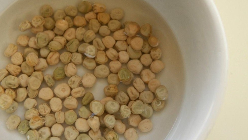 Набухшие семена выглядят живыми. Но без трёх условий они пропадут в земле ещё до того, как дадут росток