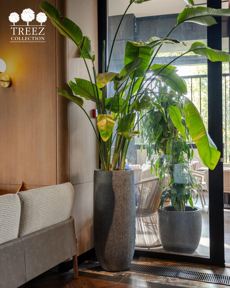 Кашпо TREEZ Collection