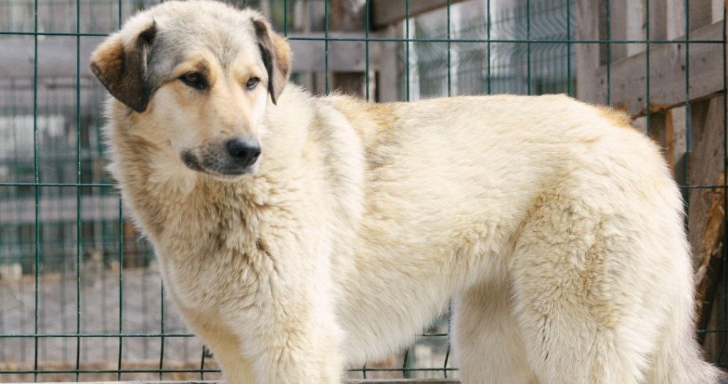 ДРУЖНАЯ СЕМЕЙКА "БЕРЁЗКИ"🐕🐕 .