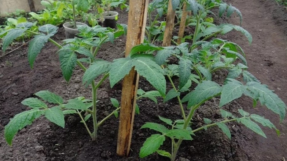 Два томата в одну лунку — метод рабочий, но только при трех условиях