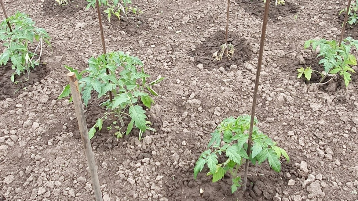 Расстояние между лунками при посадке двух растений должно быть больше, чем при одиночной — не меньше 50–55 см для детерминантных сортов