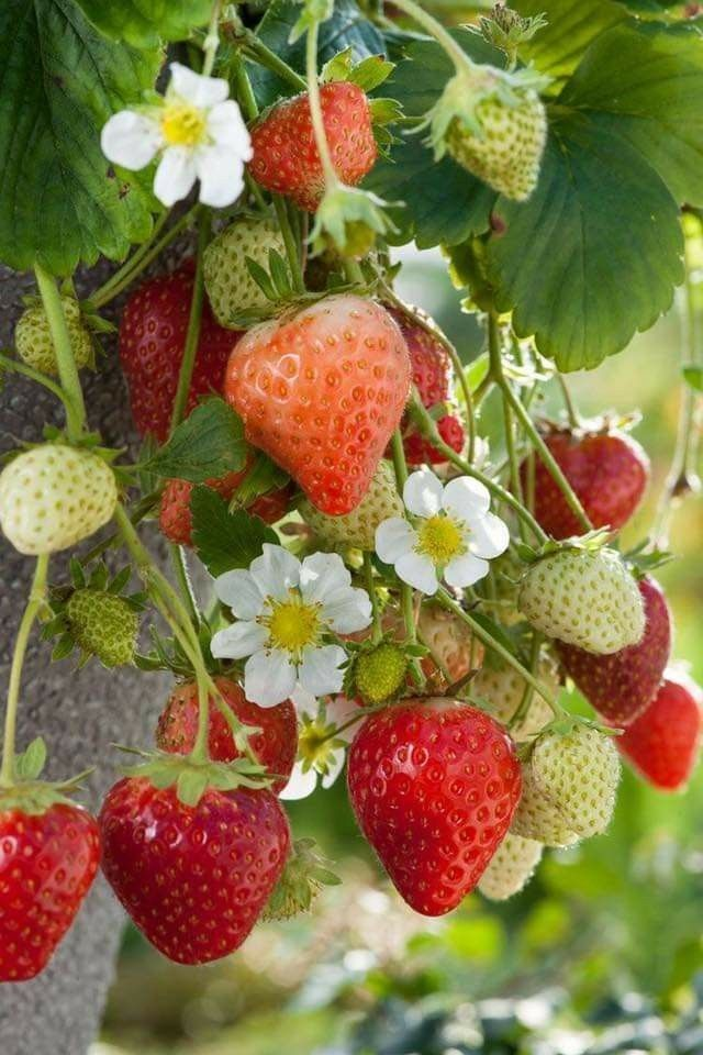 Pinterest