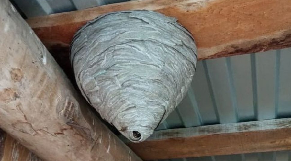 Почему осы возвращаются на то же место: 3 условия — убрал гнездо и закрыл доступ за 5 минут