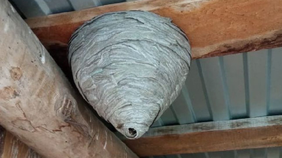 Осиное гнездо под крышей — типичная картина на даче в мае-июне. Убрать его несложно, если знать, что делать после