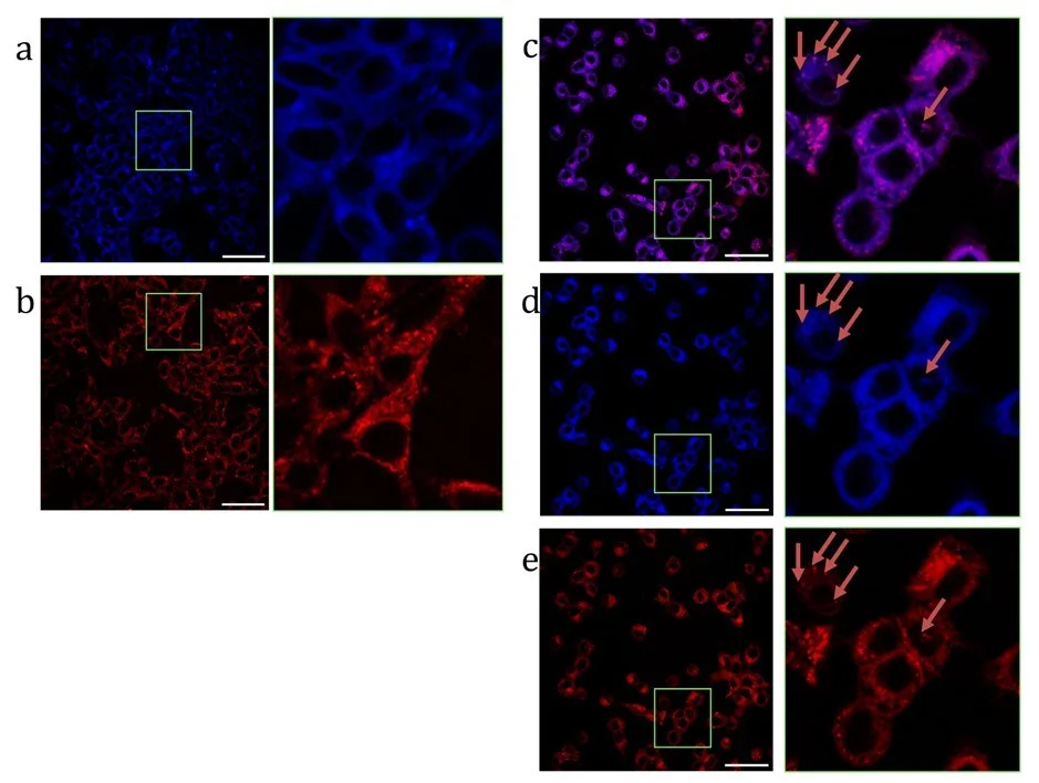 Фото: Iuliia Chudosai et al / Scientific Reports, 2026