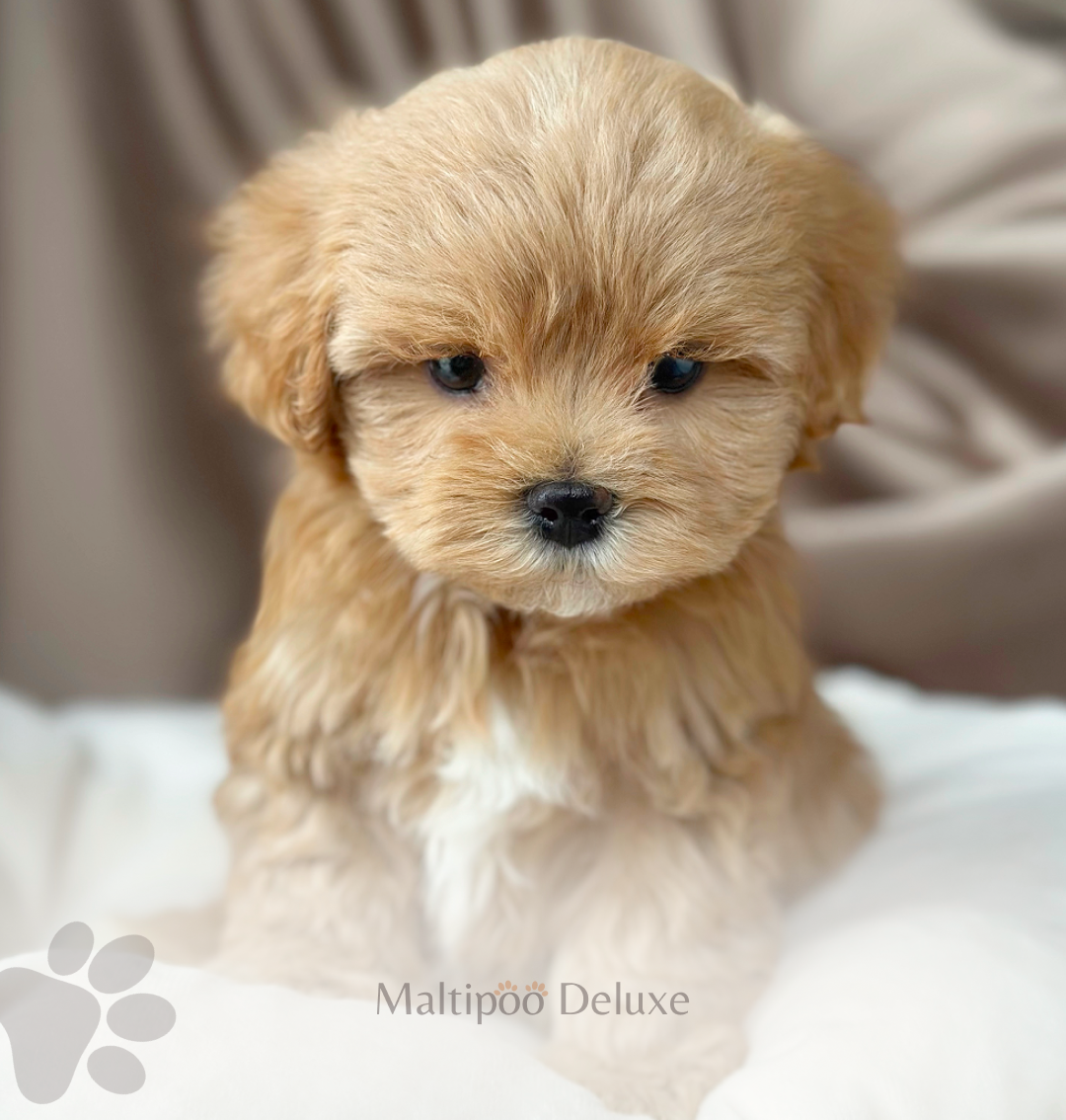 Фото щенок мальтипу