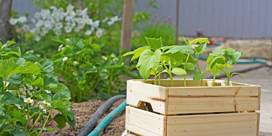 Когда высаживать овощную рассаду в грунт и в теплицы