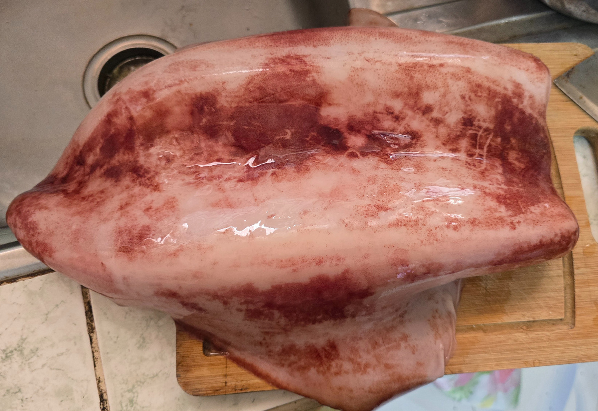 Кальмарище!