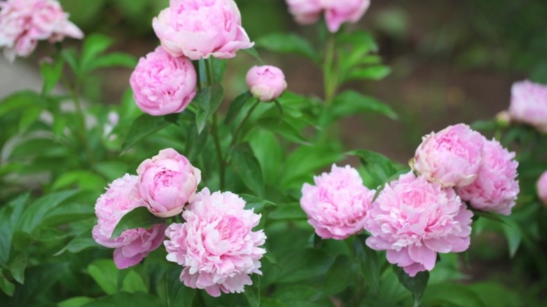 Куст пиона в полную силу — вот к чему можно прийти за один сезон правильного ухода.