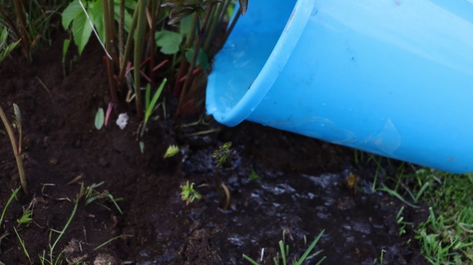 Подкормка пионов