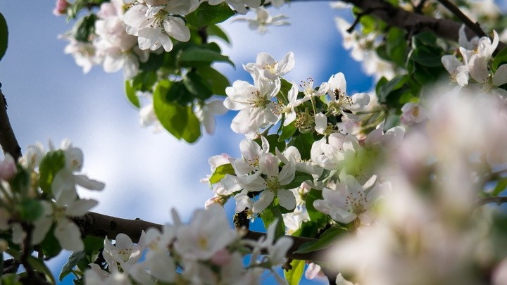 Цветёт каждый год, а ягод нет — именно с этого начиналась моя история с черешней.