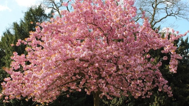 Такой высоты дерево не опылится нормально — пыльца просто не вызревает на холодном верху