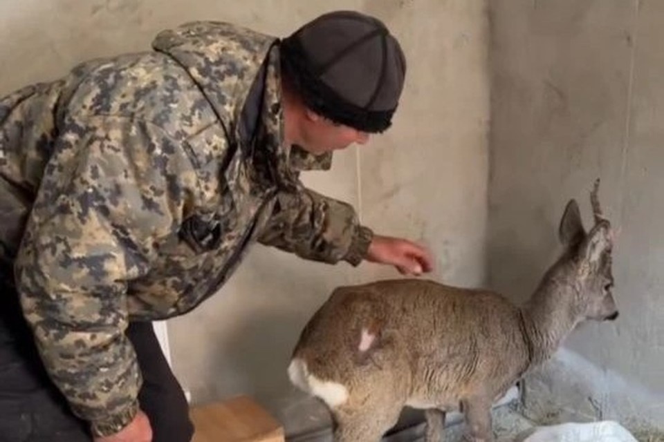    Шакалы не успели серьезно поранить косулю. Фото: стоп-кадр видео из соцсетей базы отдыха "Порог неба"
