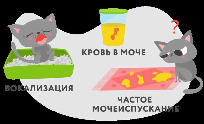https://zadoz.ru/bolezni-koshek/idiopaticheskij-cistit-u-koshek-prichiny-simptomy.html