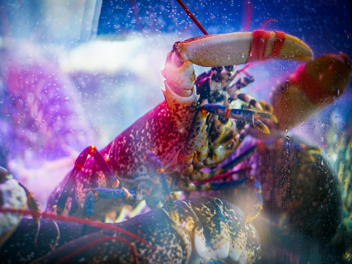 Фотография: Aiva Apsite, Unsplash