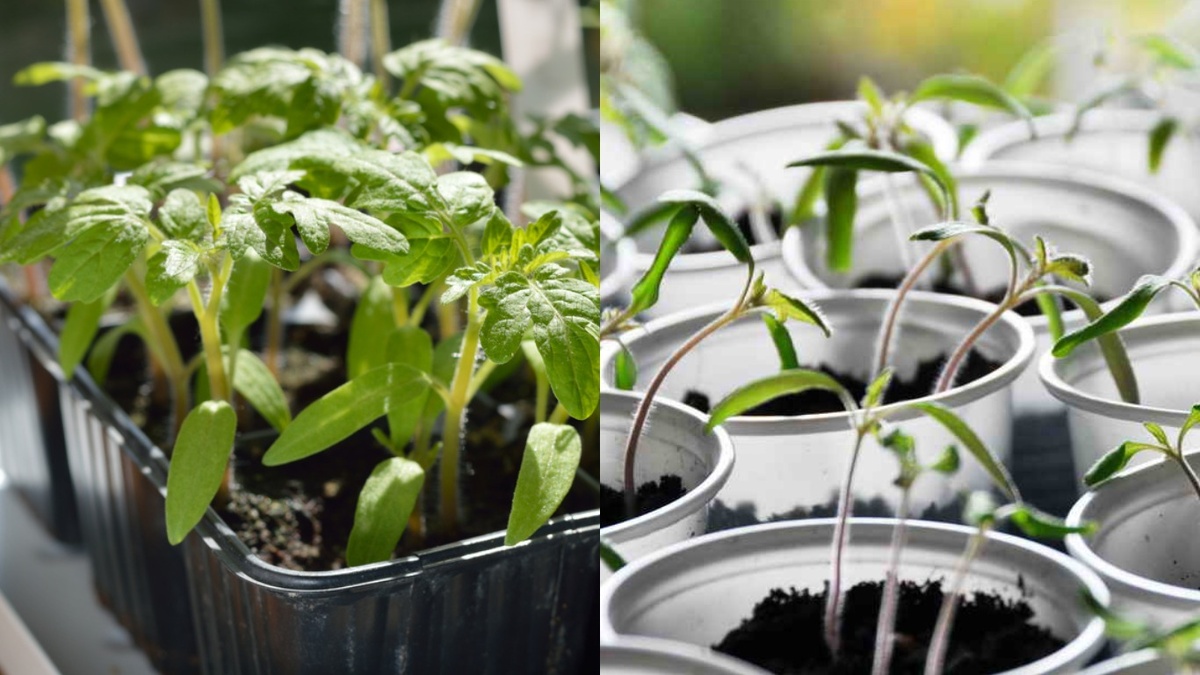 Одна и та же рассада, одни и те же условия — но результат разный. Всё дело в том, когда и как применять янтарную кислоту