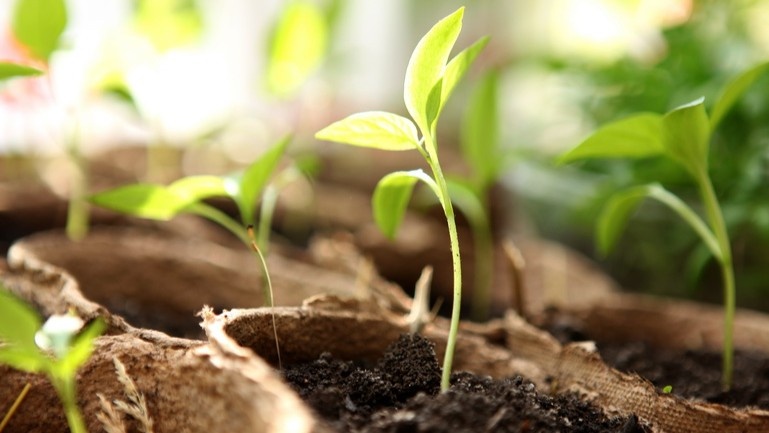 Пятна и потеря упругости — сигнал, что янтарная кислота сейчас не поможет. Сначала разбираемся с причиной.