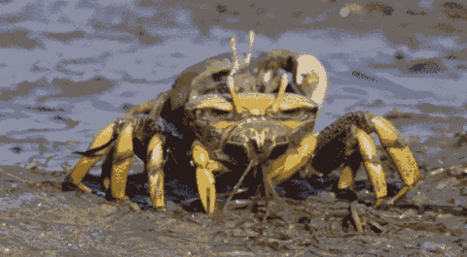   Nature / PBS, 1982–2026