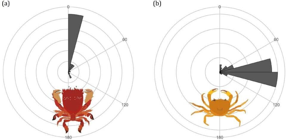   Yuuki Kawabata et al. / eLife, 2026