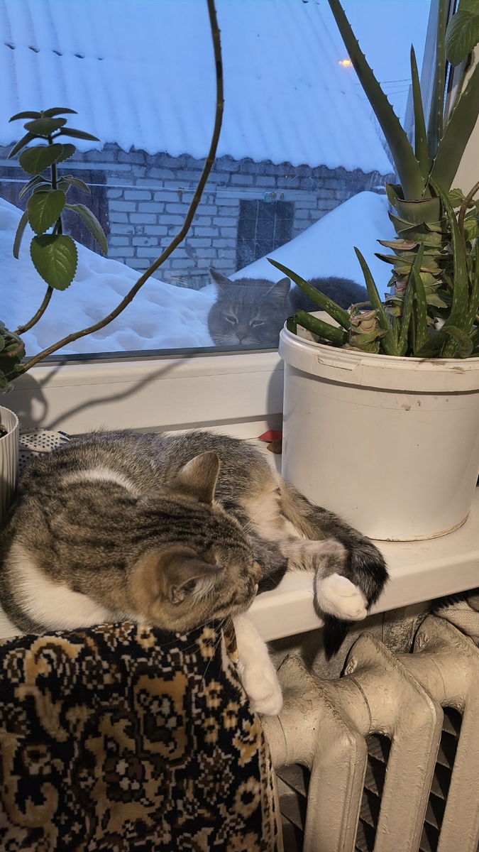 Соседский кот страдает, ждет
