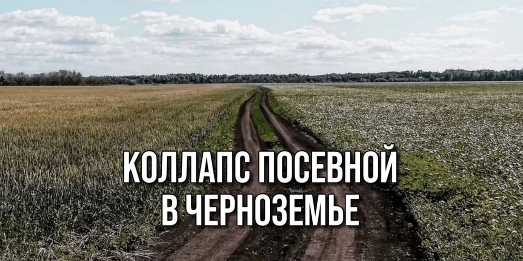 КОЛЛАПС ПОСЕВНОЙ В ЧЕРНОЗЕМЬЕ