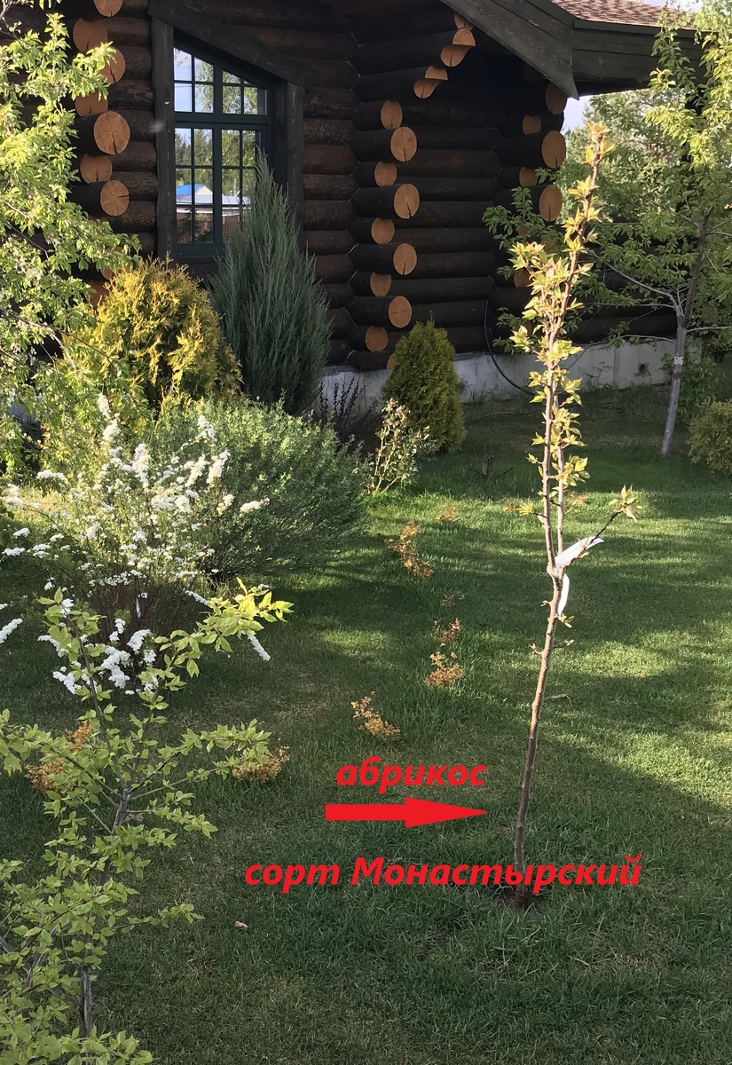 12 мая 2023 года - посадил новый саженец абрикоса