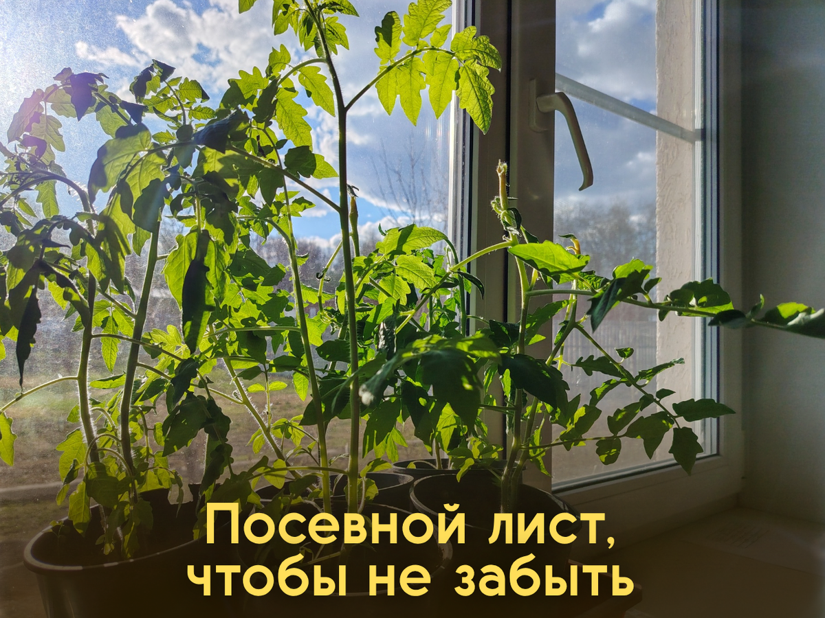 Рассада томатов