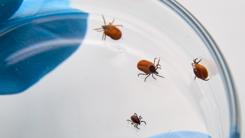 Умер за считанные дни: врачи не смогли спасти 21-летнего парня после укуса клеща