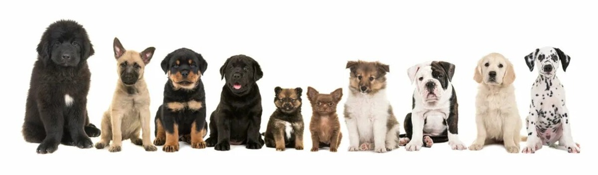 https://stock.adobe.com/id/search?k=labrador%20puppy%20white%20background