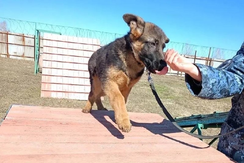 Четверо щенков немецкой овчарки пополнили ряды кинологических подразделений учреждений УФСИН России по Омской области