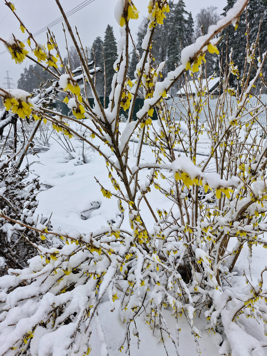 Форзиция под снегом. 28.04.2026г