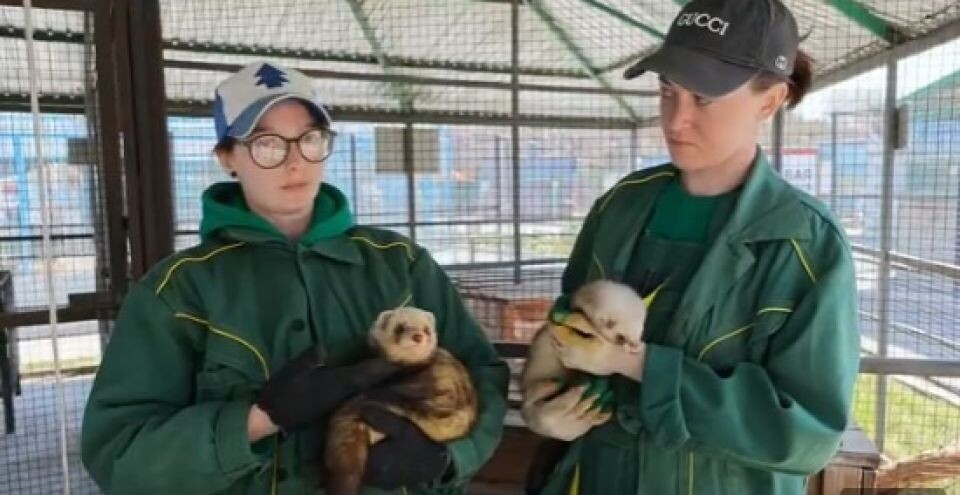    Сотрудники зоопарка рассказали нюансы жизни хорьков. Источник: vk.com/zoo_22