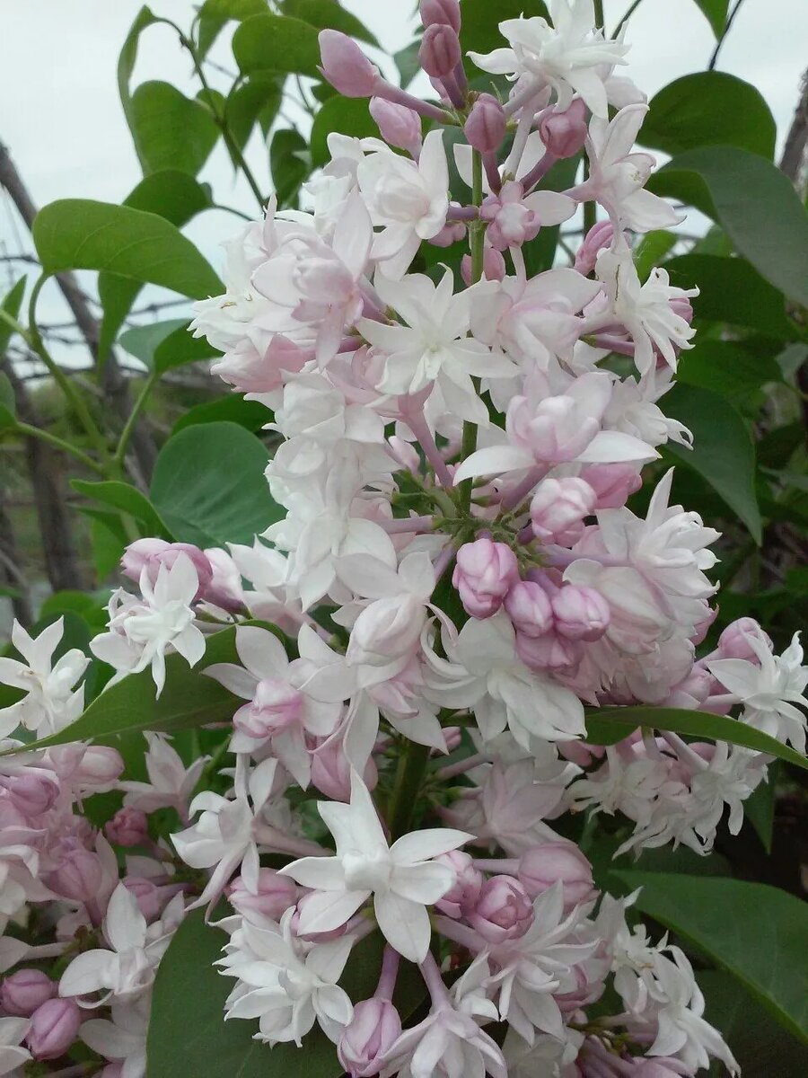 Знаменитый сорт Леонида Колесникова Красавица Москвы