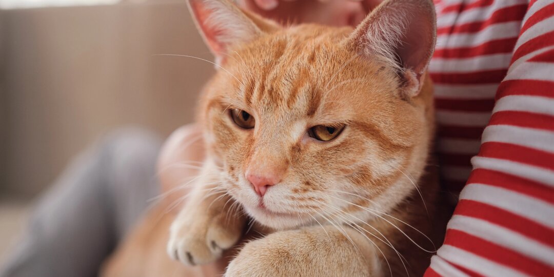 Как продлить жизнь кошки до 20 лет: 5 важных, но простых способов ухода для заботливых хозяев