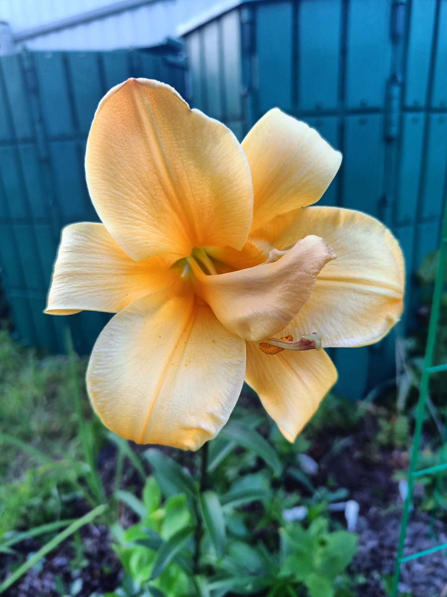 Лилия Лососевая