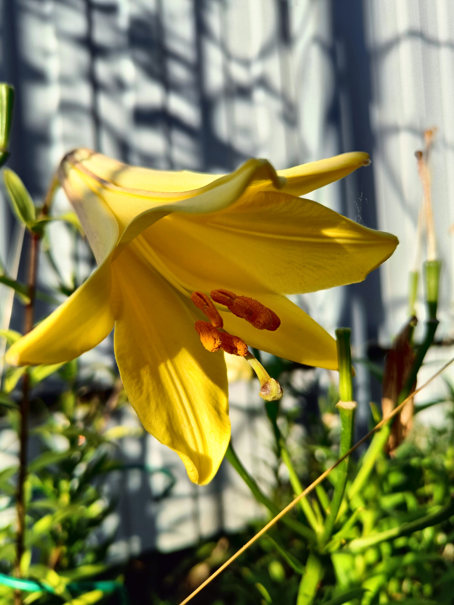 Лилия Оранж Планет трубчатая