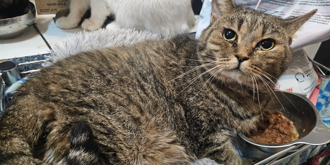 Помогите. Помогите спасти полосатую кошку.