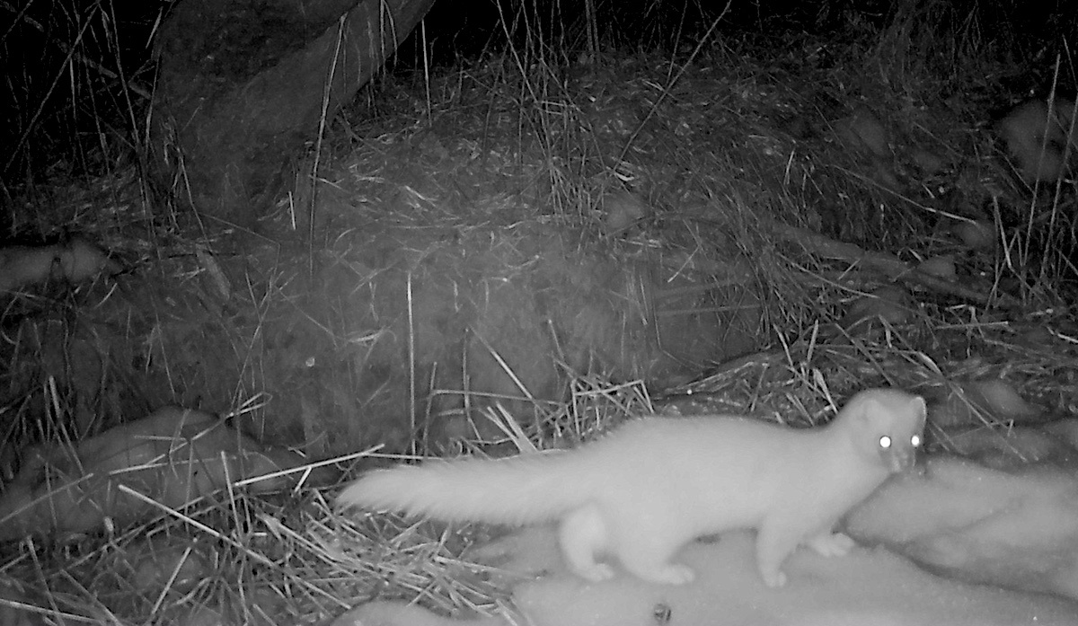 Американская норка. Кадр с фотоловушки. Источник: nature.kremlin.ru