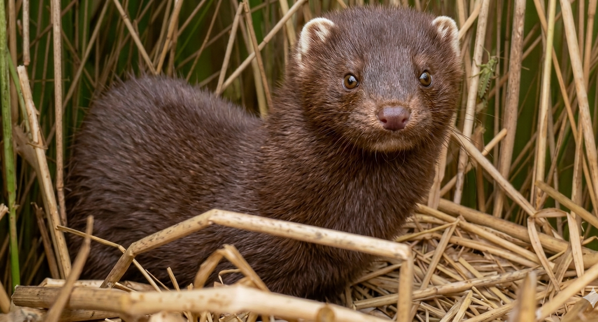 Американская норка в гнезде птицы. Кадр с фотоловушки. Источник: nature.kremlin.ru