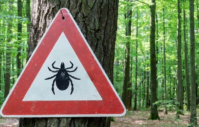 Источник: Фото: pinterest