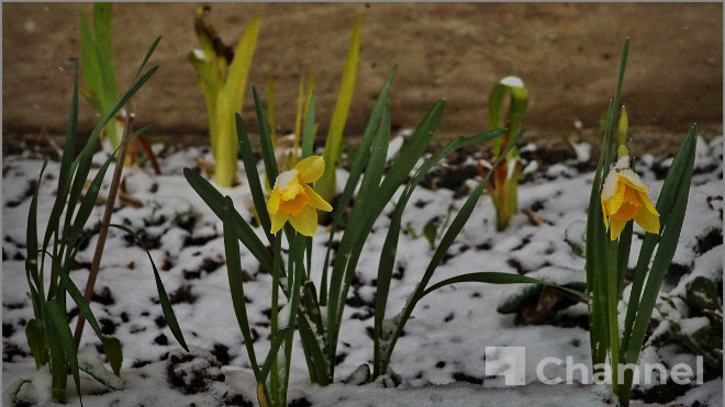 Погода в Ленобласти 28 апреля: Во вторник ждут до +7 и мокрый снег
